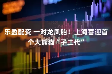 乐盈配资 一对龙凤胎！上海喜迎首个大熊猫“子二代”
